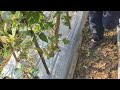 Space Mastery: Utilizing Every Inch for Extra Chili Plants _FarmersLife _Shorts