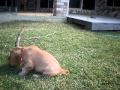 Buddy and Max play in the yard