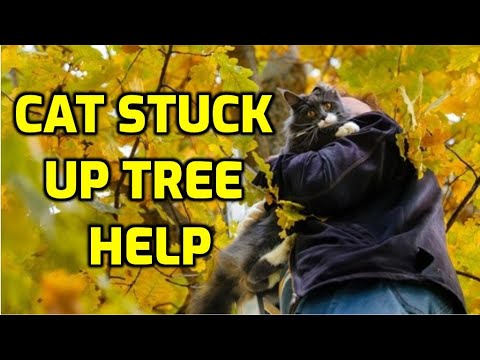 Video: How To Remove A Cat From A Tree