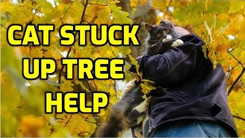 How To Rescue A Cat From A Tall Tree