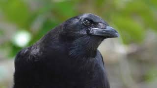 Download lagu Crow Calling Cawing Sound Effects - 10 Hours