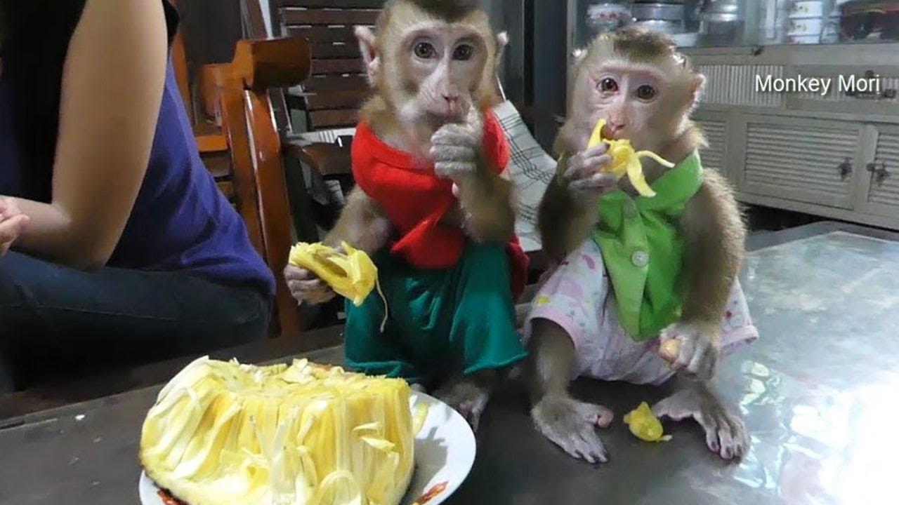 Mori Dodo So Much Like To Eat Jack Fruit, So Lovely Eating