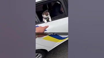 They Like Sir Please Back Up But Be Defending The Kittyo 