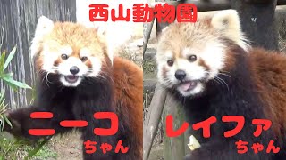 ❤仲良し双子姉妹❤ニーコちゃんレイファちゃん　[西山動物園]レッサーパンダ