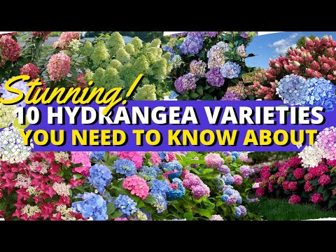ቪዲዮ: Evergreen Hydrangea Varities - ቅጠሎቻቸውን የማያጡ ሃይድራናዎች