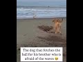 Brave Dog Fetches Ball for His Scared Brother 🥺🐾 | Pure Love
