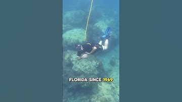 Most Portable Dive System