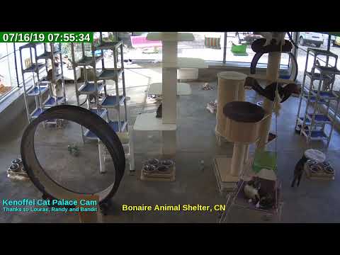 video editing software free Animal Shelter Bonaire Live Stream