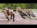 Hyena blatant bandit leopard's prey - Antelope Vs Hyenas, Crocodiles