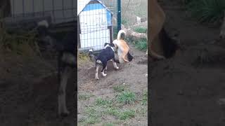Late Autumn fun VID 20171117 121326