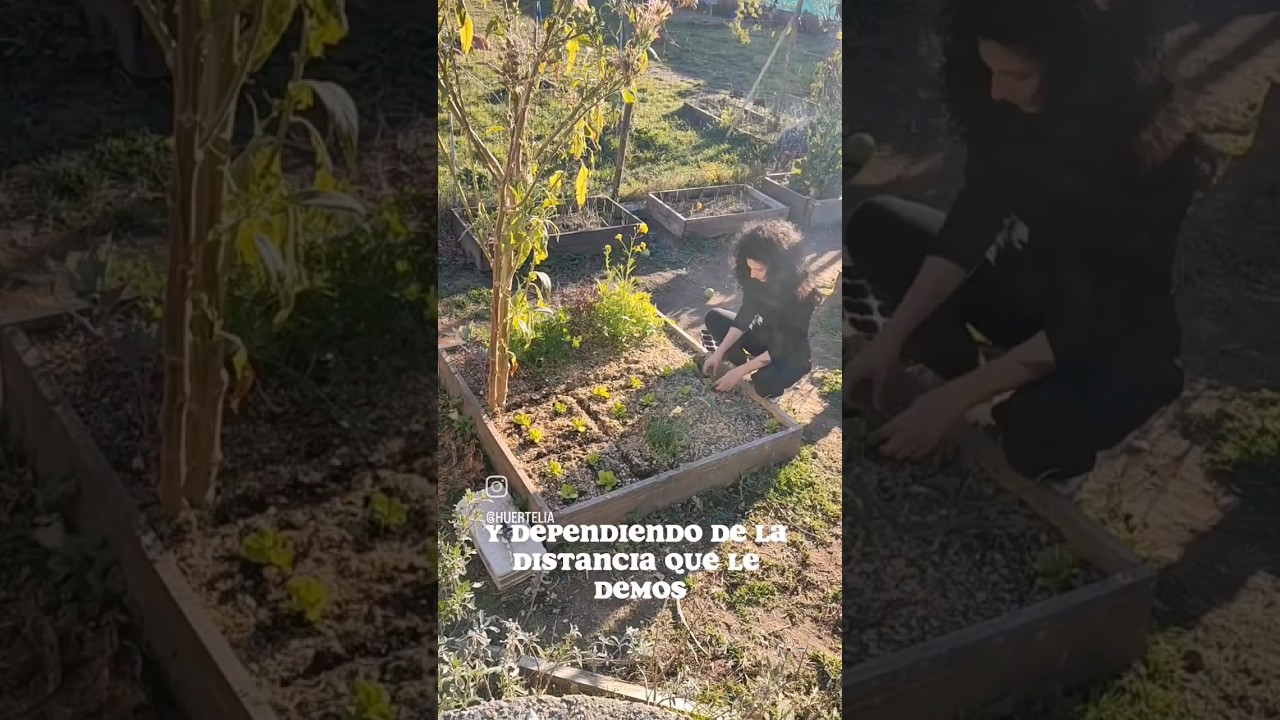 Tres maneras de cultivar lechugas 🥬 #huerta #huertaencasa #garden #huertaecologica #jardin #lechuga