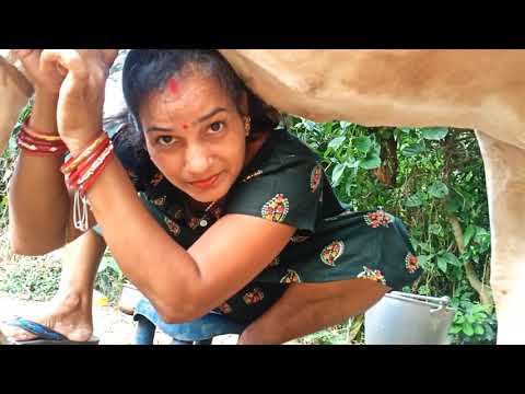 #viralvideo/vlog no –08//cow milking |village life vlog