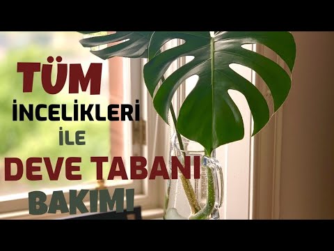 Video: Yucca Çeşitləri - Fərqli Yucca Bitkiləri Nə üçün İstifadə olunur