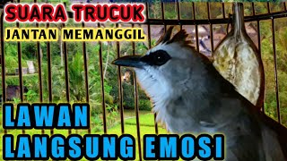 Suara Trucuk JANTAN GACOR memanggil lawan pancingan trucukan biar EMOSI TINGGI