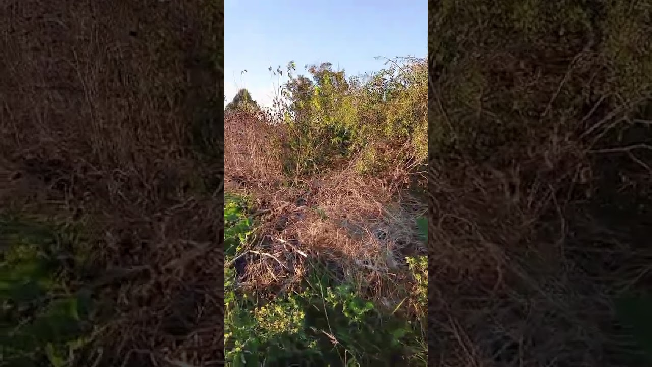 ¡BÚSQUEDA URGENTE! Vecinos de Sicardi exigen que el dueño de un lote abandonado limpie por las ratas