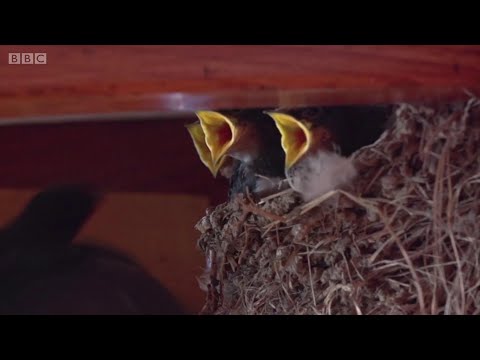 Video: Dargez Yastıqları (37 şəkil): Qaranquş Və Bambuklu Ortopedik Və Erqonomik Modellər, şirkət Rəyləri