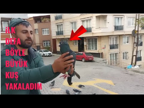 Yabani Güvercinler Arasında Kaçak Adana Kuş Yakaladım. ( Tavuk Kadar Büyük ) 😮