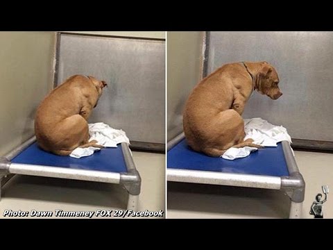 Saddest dog just stares at the wall after his adoption fell through