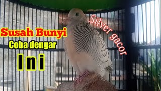 Perkutut silver jos suara ngalung bikin yg malas jdi ikut nyaut ( COBA SAJA )