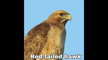 a red tail hawk | Red tailed hawk facts #shorts #birds