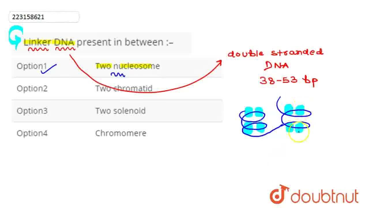 Linker DNA present in between :– | CLASS 12 | CELL THE UNIT OF LIFE | BIOLOGY | Doubtnut