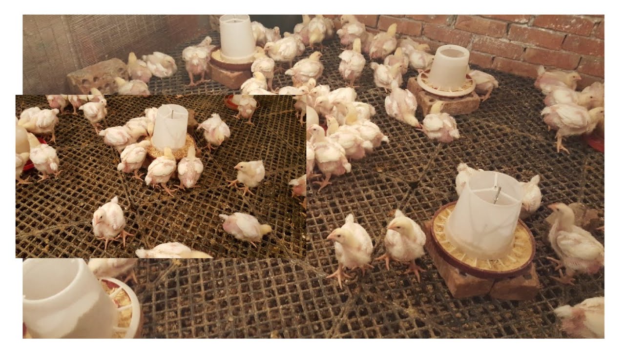 ١٥ يوم عمر الفراخ البيضه خلطه قويه لفتح الشهيه ورفع المناعه وعملت اقوي خلطه للتنظيف الفراخ من الزفار