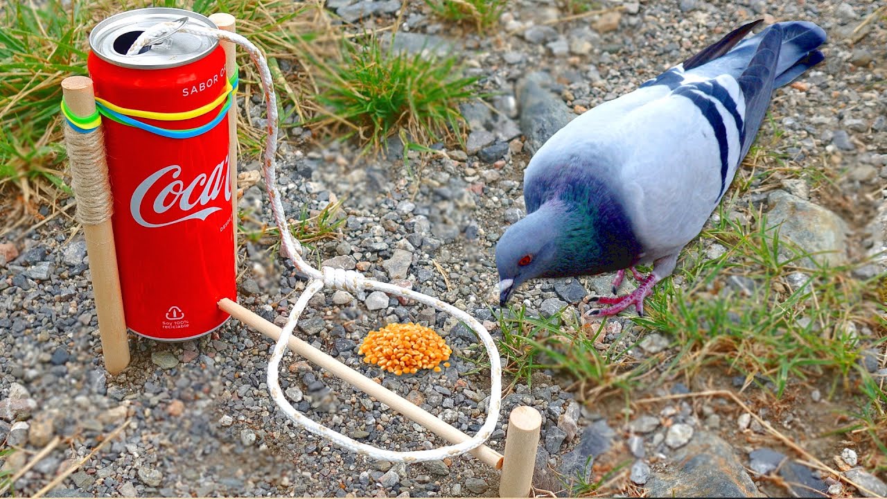 CONSTRUYO una TRAMPA para PAJAROS 🐦😲 -