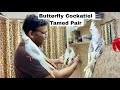 #butterflycockatiel #tamedbird Beauty High Mutation Cockatiel Pair Beauty