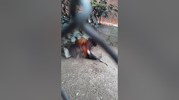 Tso qaib dib nrog qaib qub sib cawb 2020