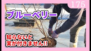 ブルーベリーの育て方 基本と剪定の仕方 初心者 By園芸チャンネル 175 Youtube