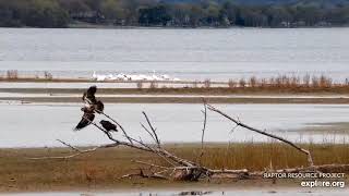 Mississippi River Flyway Cam. Juvie miss the landing- explore.org 04-15-2021