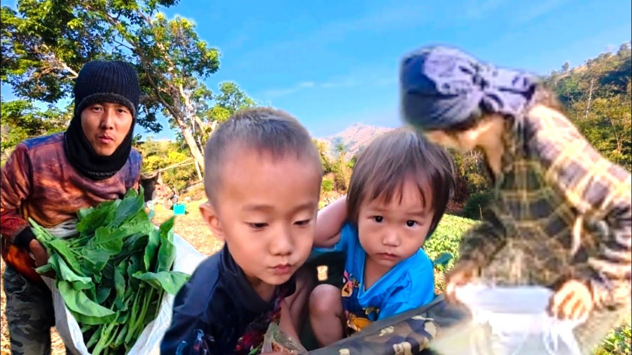 ยกครอบครัวมาช่วยแม่ตัดคะน้าแต่เช้ามืด วันนี้ไปไร่เช้าครั้งแรก หมูอ้วนตื่นตี4 มาเตรียมกับข้าวเช้า