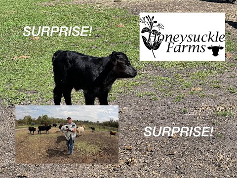 Honeysuckle19: Prepare For A Surprise