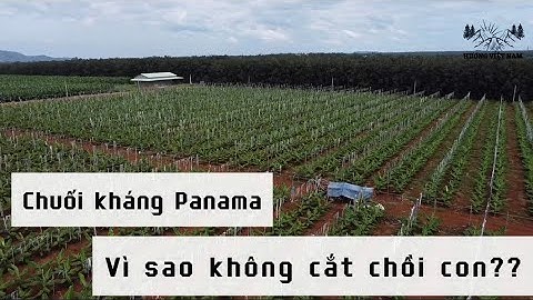 Chuối mô giống kháng bệnh Panama không nên cắt chồi con sớm ? Vì sao ? #chuối #banana 