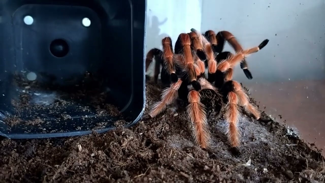 Brachypelma boehmei mating