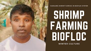 Vannamei Shrimp Farming in Biofloc System  - Winter Season Culture 2022