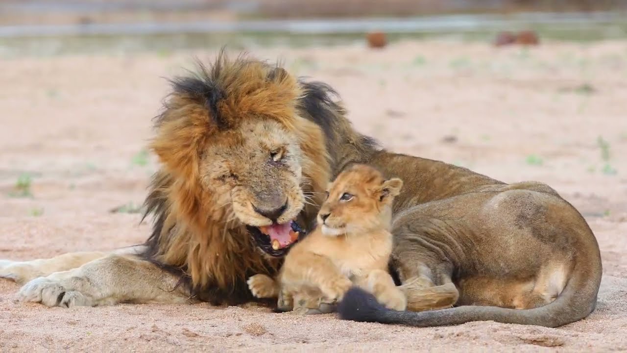 Collection: Lovely Moments of Lions 🦁