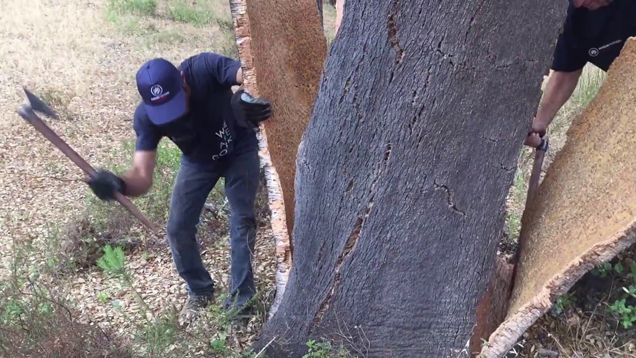 From Bark to Bottle Harvesting Cork in Portugal, Part One YouTube