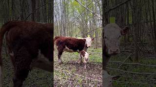 Строптивая нетель принесла бычка #герефорд #корова #отел#cow #animals #farming #теленок #природа#лес