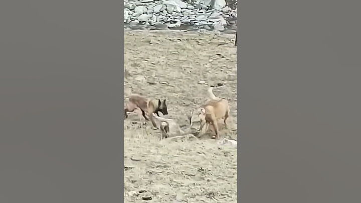 💢高原狼闯进牧场捕羊 The plateau wolf broke into the pasture to catch sheep #animal 【跟着图尔去旅行】