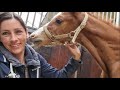 Temperature, and our pup plays with Senna | Friesian Horses