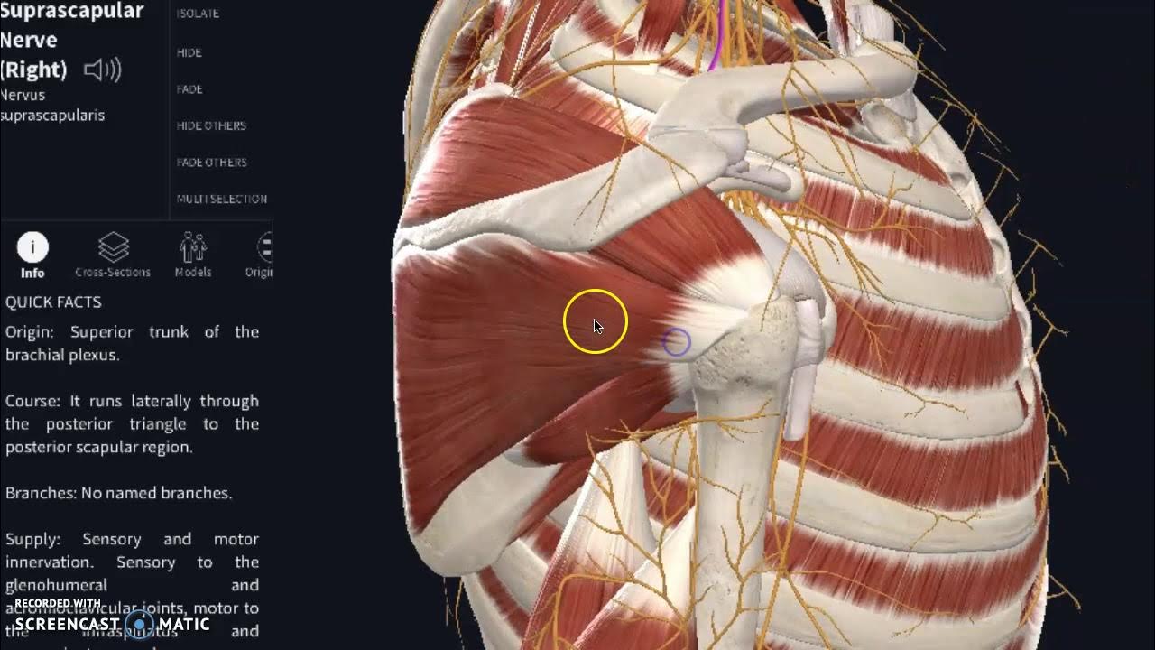why-does-my-shoulder-hurt-after-throwing-something-youtube