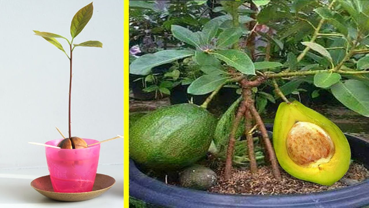 cara mudah menanam alpukat dalam pot | How To Plant Avocado Tree