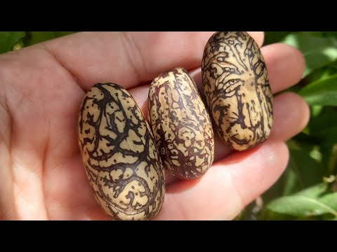 فوائد عود الصليب المغربي الفاوانيا