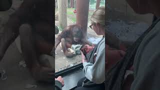 Showing my newborn to an Orangutan