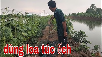 Dùng Loa Túc Ếch Bằng Cửa Ngục Cho Kết Quả Đầy Bất Ngờ # SĂN BẮT ĐỒNG THÁP #