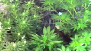 The Pro-Grow 400 LED Grow - Round 2, Ep. II