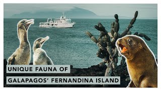 Unique fauna of Galapagos’ Fernandina Island