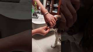 仔仔：老公老公喊的象真的一样，人呢？！大骗子……#萌宠日常记录#我家毛孩子