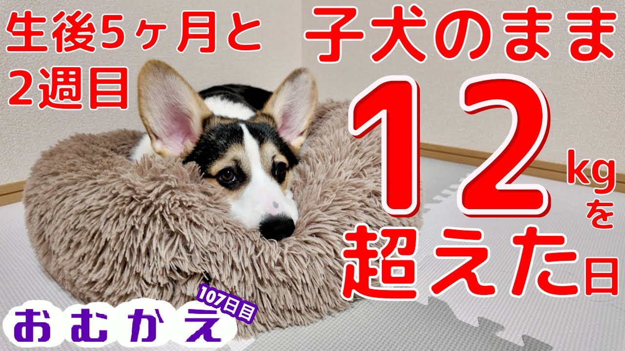 【コーギー】生後五ヶ月と二週間で１２kgを超えたコーギーはまだ子犬なんでしょうか？身体測定やってみます！【生後五ヶ月半のコーギー】